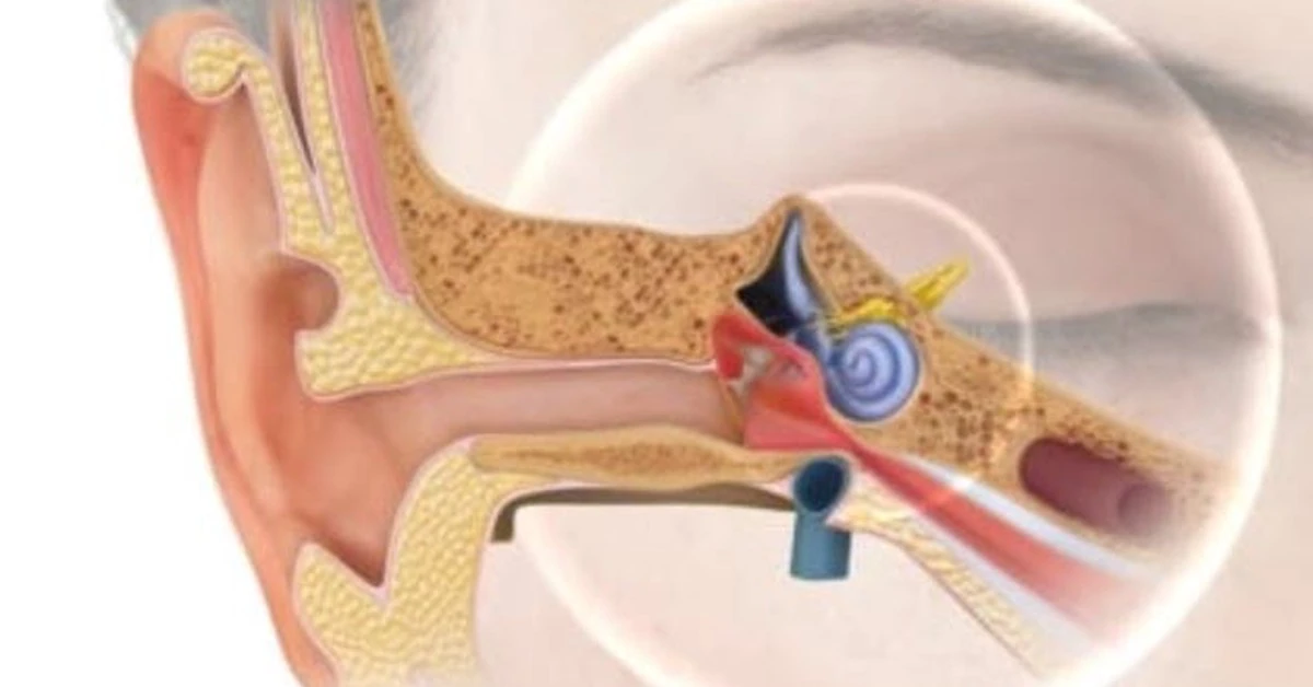 What Happens Inside the Ear When Ringing Won’t Stop?